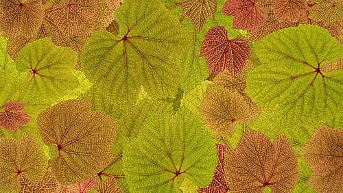 USA, Washington State, Seabeck. Grape leaves close-up. Food Print